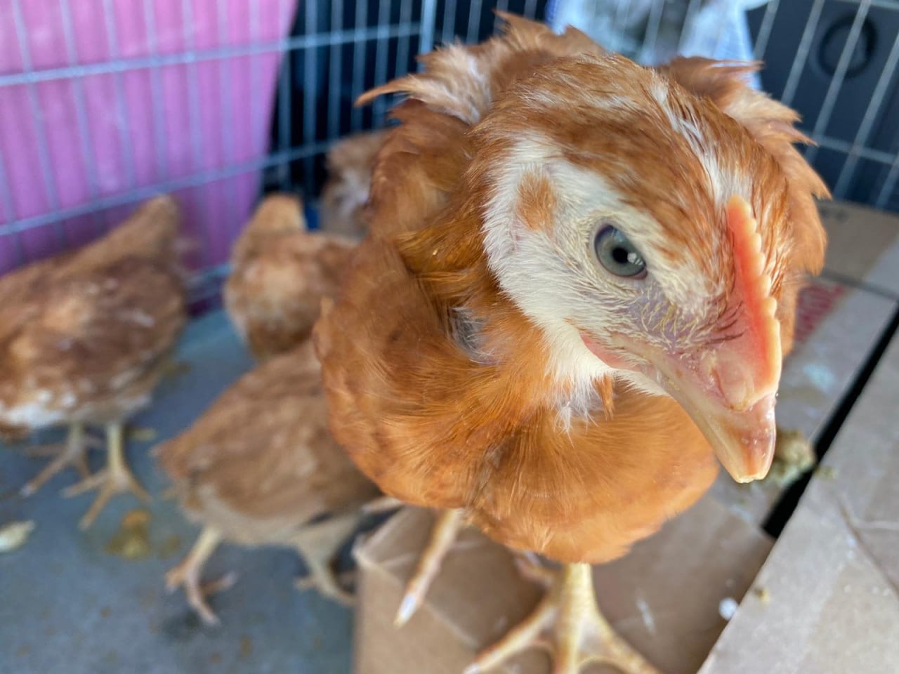Pena de prisión en la primera condena por maltrato animal vinculada a una ceremonia de santería