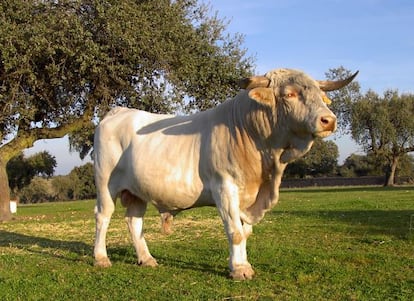 Toro blanco cacereño.