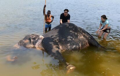Un 'mahout' ("montador de elefantes") de Sri Lanka y varios turistas extranjeros bañan a un elefante domesticado en Colombo (Sri Lanka).