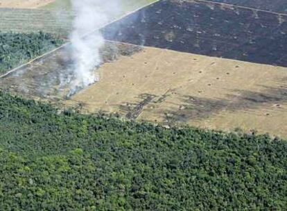 Una de las áreas antes selváticas de la Amazonia convertidas en campos de cultivo, en el Estado de Pará.