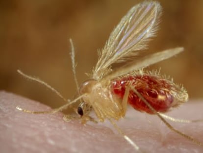 Ejemplar de mosquito flebotomo, transmisor de la enfermedad parasitaria leishmaniasis. 