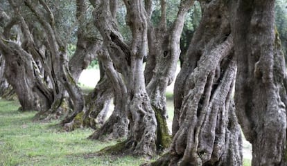 Viejos olivos en el pazo de Ortigueira, en Rivadulla