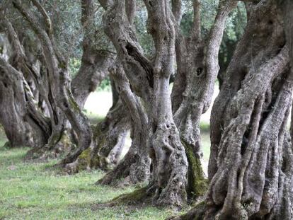 Viejos olivos en el pazo de Ortigueira, en Rivadulla
