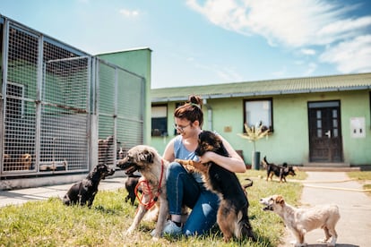 Young adult woman working and playing with dogs in animal shelter.