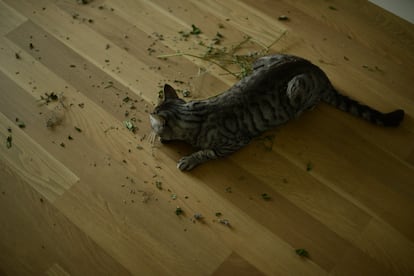 Hay que tener cuidado con el catnip y hacer un uso moderado, porque hay gatos que se alteran demasiado al tomarla.