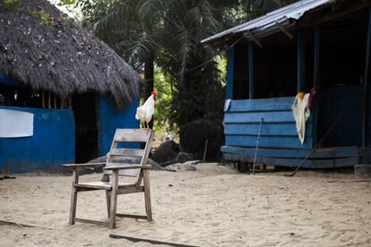 El gallo ejerce de despertador de los vecinos de Bureh Beach. En total son 19 los jóvenes que viven y trabajan en el club surfero, aunque ya hay nuevas generaciones que les piden que les enseñen a surcar las olas.