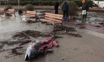 Una tonyina apareguda al passeig Marítim de l'Ampolla.