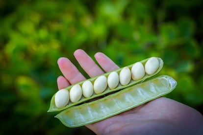 Habas canavalia en vaina del restaurante Aponiente. Imagen proporcionada por el establecimiento.