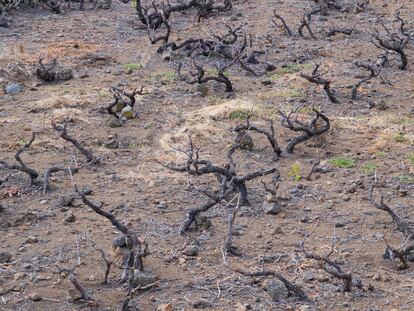 Cultivos afectados por la sequía en el municipio de Santiago del Teide a principios de marzo.