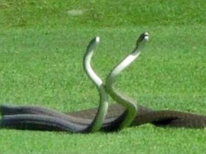 La golfista Cara Treherne grabó la pelea de dos mambas negras en un campo junto al Parque Nacional Kruger