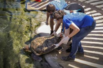 Los veterinarios devuelven a Rosita a la piscina del Oceanogràfic.