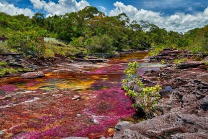 Hay quien califica al Caño Cristales como el río más hermoso del mundo. Sus aguas transparentes nacen en la meseta sur de la Serranía de La Macarena, en el departamento colombiano del Meta, y dejan ver, como a través de un cristal, el colorido de las plantas acuáticas, la arena y las formaciones rocosas de su lecho. Amarillos, azules, verdes, rojos, negros. Por eso también se le conoce como el río de los cinco colores, aunque más que un río es un caño, como le llaman los lugareños, porque ni es muy ancho (20 metros, a lo sumo) ni muy largo (no más de 100 kilómetros). No está abierto al público todo el año, y la nueva temporada comienza en junio de 2018.