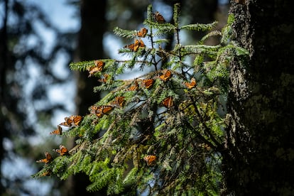 Mariposas monarca posadas sobre la rama de un oyamel en Crescencio Morales, en Michoacán, en los bosques de la Reserva de la Biosfera de la Mariposa Monarca, el 8 de diciembre de 2021.