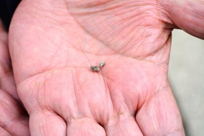 Estos pequeños caracoles son los hospedadores intermedios de la fasciola. A él llegan de los huevos que están en las heces de los animales infectados. El él se desarrollan y salen al agua en busca de las plantas acuáticas.