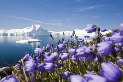 A unos 250 kilómetros al norte del Círculo Polar Ártico, en la costa occidental de Groenlandia, el glaciar Sermeq Kujalleq (uno de los más activos y rápidos del mundo) desemboca en el mar por el fiordo helado de Ilulissat, lleno de icebergs, con un estruendo sobrecogedor. Un espectáculo para la vista y para el oído.