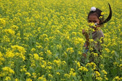 Una niña india trabaja en un campo de mostaza en flor cerca de la frontera con Pakistán, a unos 25 kilómetros de Jammu, la capital de invierno de Cachemira.