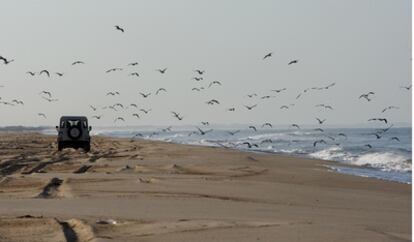 Un vehículo transita por una playa del parque de Doñana.