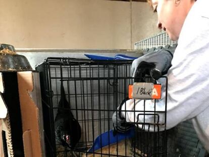 Una voluntaria de Mspca con un gallo de pelea. 