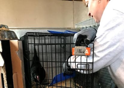 Una voluntaria de Mspca con un gallo de pelea. 