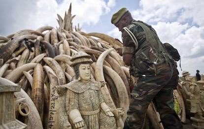 Un ranger del servicio de fauna de Kenia (KWS) coloca algunos colmillos en una de los montones de Marfil, en el Parque Nacional de Nairobi, Kenia.