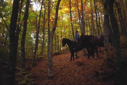 Rutas a caballo por el hayedo de Estalaya, Parque Natural de Fuentes Carrionas, Palencia