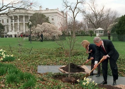 El president Clinton i la seva dona, Hillary, planten un arbre als jardins de la Casa Blanca, el 1996.