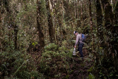 Un hombre transporta un frailejón en su morral a través de un bosque espeso durante el ascenso hacia el páramo de Santa Inés.