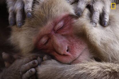 Um macaco em um manancial de águas termais.