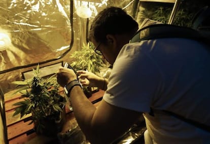 Um homem fotografa uma planta de cannabis, em Montevidéu.