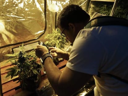 Um homem fotografa uma planta de cannabis, em Montevidéu.