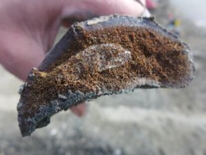 Una muestra ósea de la nueva especie encontrada en Alaska.
