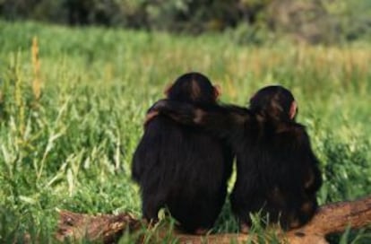 Los chimpanc&eacute;s se reparten el trabajo.