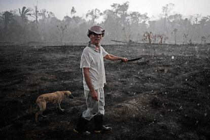 El agricultor brasileño Helio Lombardo Do Santos y su perro caminan por una zona quemada de la selva amazónica, cerca de Porto Velho, en el estado de Rondonia (Brasil). Nuevos focos de incendios han estallado en el Amazonas, incluso durante las operaciones de los aviones militares para apagar el fuego sobre áreas afectadas. El humo ahogó la ciudad de Porto Velho y forzó el cierre del aeropuerto durante casi dos horas.