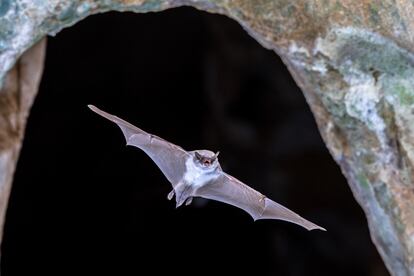 Un murciélago a la salida de una cueva.