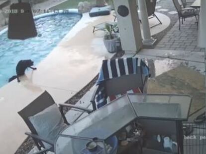 Una cámara de seguridad graba el momento en que un can empuja a otro para que salga del agua