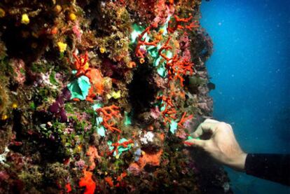 Un biólogo reimplanta una colonia de coral rojo en una cueva de las islas Medes.