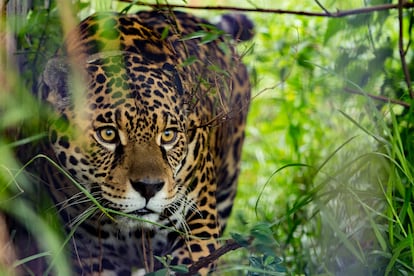 Uno de los jaguares del proyecto llevado a cabo en Argentina.