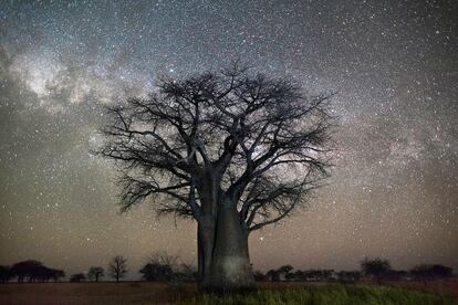 'Polaris'. Un ejemplar 
de baobab en Botsuana.
