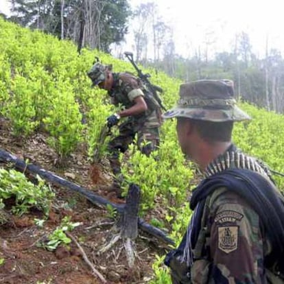 Erradicación de cultivos de coca en Colombia.