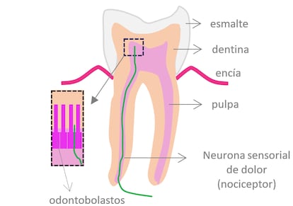 Dibujo de las capas internas del diente.