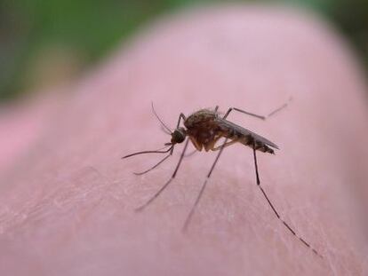 Los mosquitos eligen con mucho cuidado a sus v&iacute;ctimas.