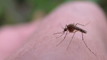 Los mosquitos eligen con mucho cuidado a sus víctimas.