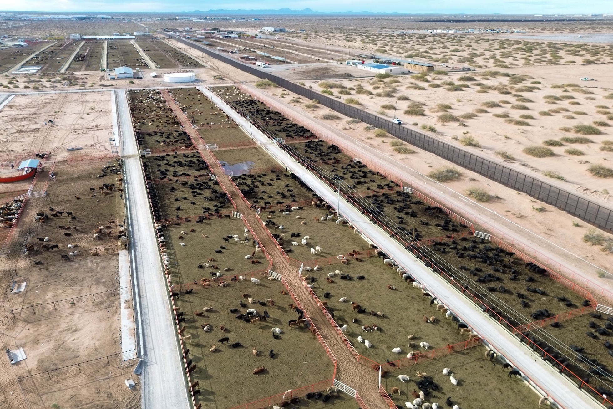 Ganado en la frontera entre México y Estados Unidos, en Ciudad Juárez, Chihuahua. 