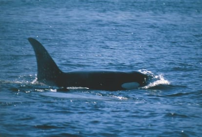 Ejemplar de orca en la zona de la Columbia Británica (Canadá), en el Océano Pacífico.