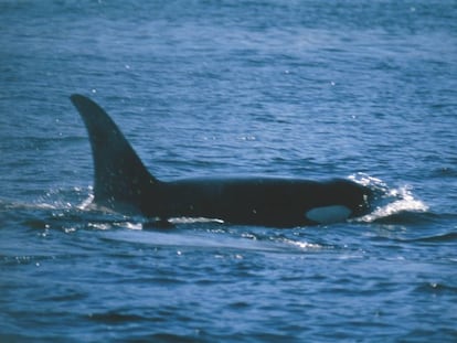 Ejemplar de orca en la zona de la Columbia Británica (Canadá), en el Océano Pacífico.