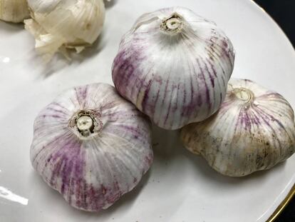 AJO VIOLETA, SEMILLAS CHINAS / CQPEL