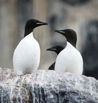 Araos de Brünnich, en Svalbard (Noruega)