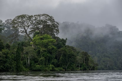 La Reserva del bosque tropical de Paru es una de las regiones más inaccesibles y mejor preservadas de la Amazonia brasileña.