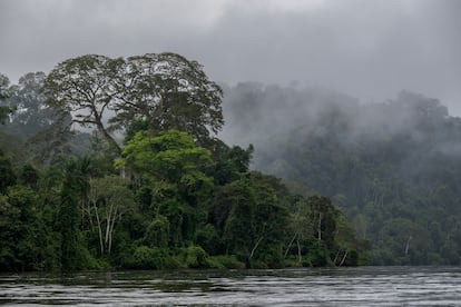 The Paru Rainforest Reserve is one of the most inaccessible and best preserved regions of the Brazilian Amazon. 