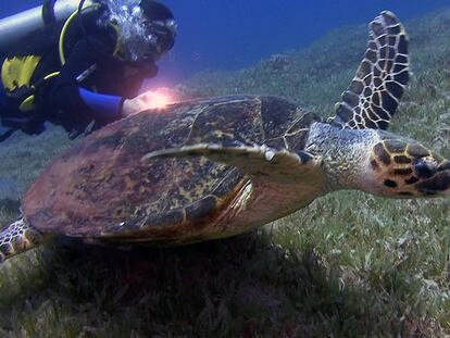 Historias de buceo en Aqaba (Jordania)